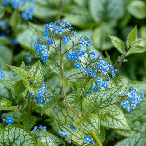 Brunnera macrophylla real - macrophylla,