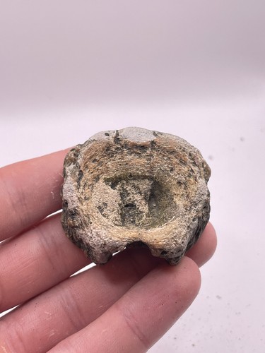 Carolina fossil whale - carolina,