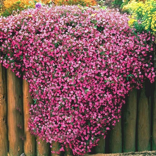 Saponaria soapwort tumbling - x3,