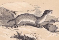 1851 WEASEL Print - Antique