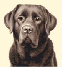 Chocolate LABRADOR RETRIEVER