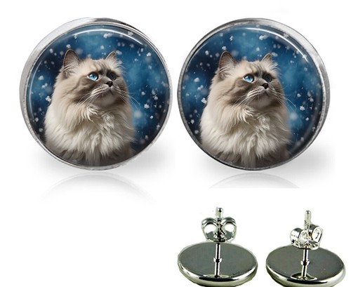 Ragdoll cat kitten winter - kitten,