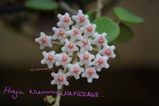 Hoya nummularioides rooted cutting