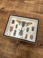 Taxidermy Bugs In A Framed Box