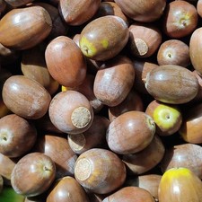 Quercus Robur - 10 Seeds