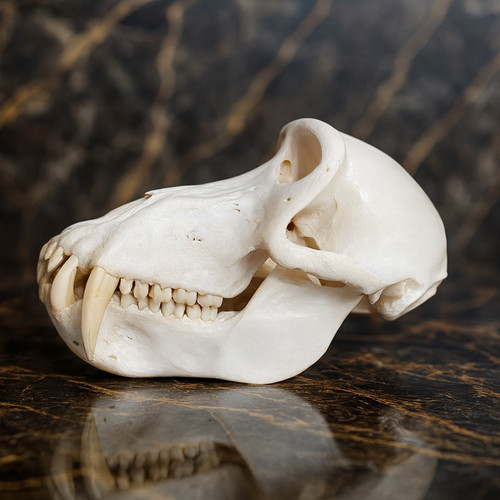 Life size baboon primate - life-size, skull
