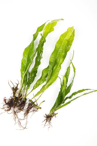 Java fern - x,