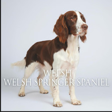 Welsh Springer Spaniel