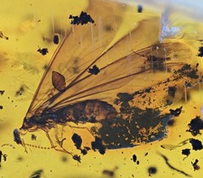 Winged Isoptera (Termite)