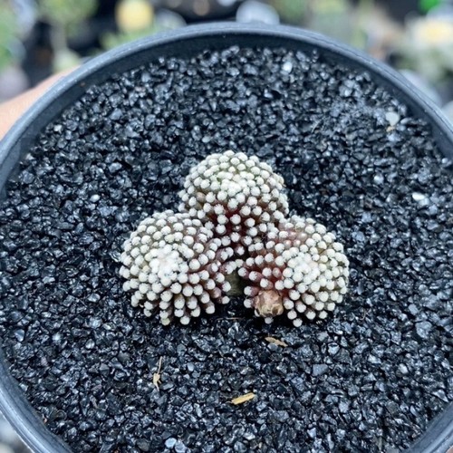 3cm succulent cactus - 2-3cm, plant