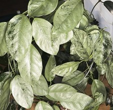 Hoya Sp. Coriacea Silver Fresh Cutting Plant Rare
