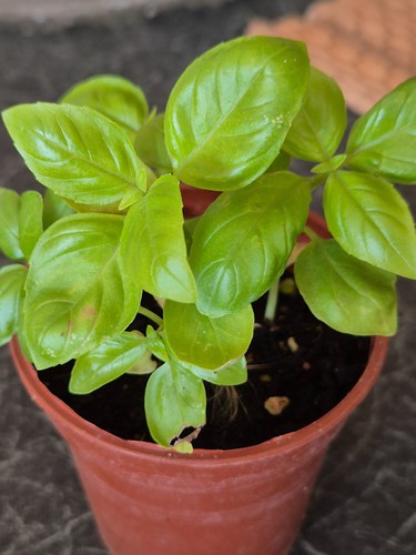 Basil plants small - basil, a