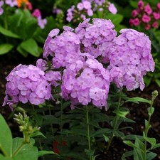 Phlox Panticulata Plant in 1L