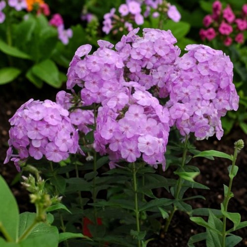 Phlox panticulata plant 1l - phlox,