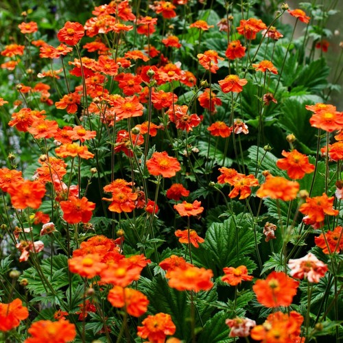 Geum mrs bradshaw avens - geum,