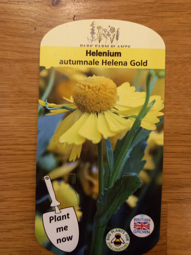 Helenium autumnale helena - autumnale, gold