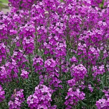 Erysimum Bowles Mauve -