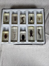 Real Insects In Resin assorted collection of 10