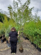 Fargesia Winter Joy Clumping Bamboo Non Invasive Jumbo Clump 5-6ftPurple Stem