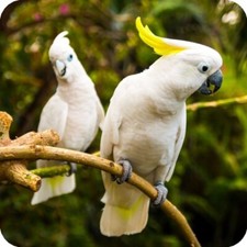 Cockatoo Birds Square