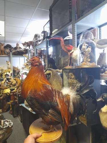 Taxidermy large cockerell - large,