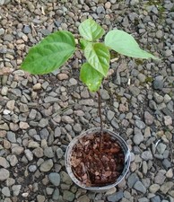 CATALPA BIGNONIDES INDIAN BEAN