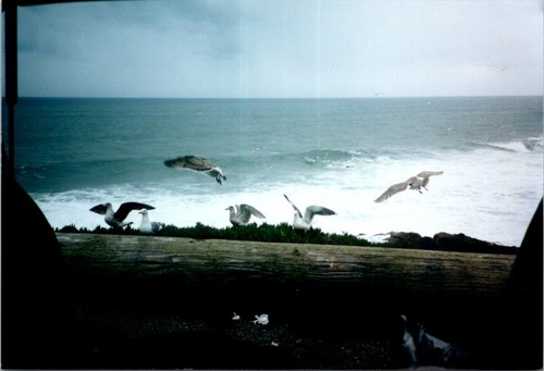 View the pacific ocean - of,