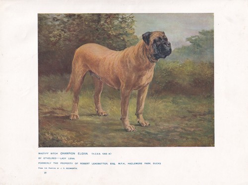 English mastiff dog antique - mastiff,