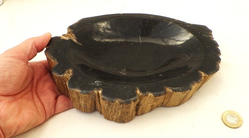 Bowl made from fossil - , wood