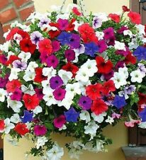 1000 seeds Trailing Petunia Balcony mix+4"FREE REUSABLE PLANT LABEL