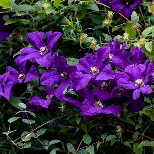 Clematis polish spirit purple - clematis,