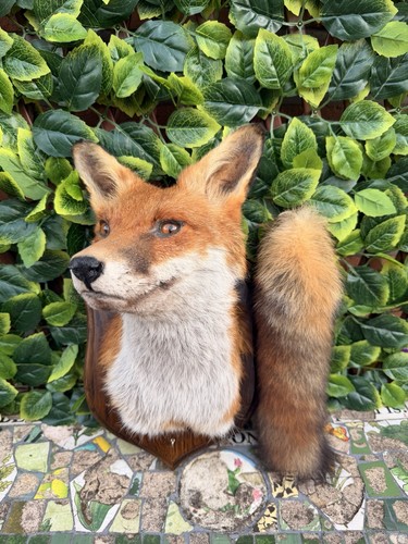 Beautiful red fox taxidermy - red,