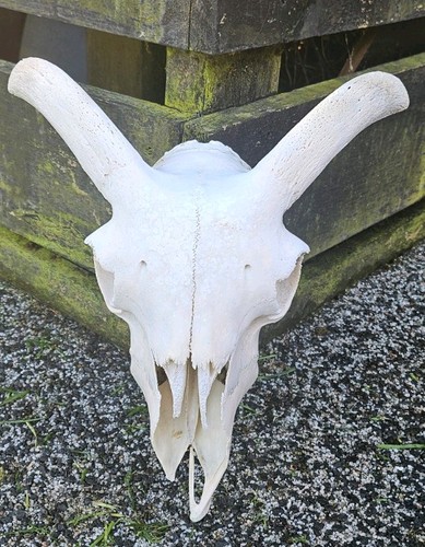 Sheep skull taxidermy art - skull,