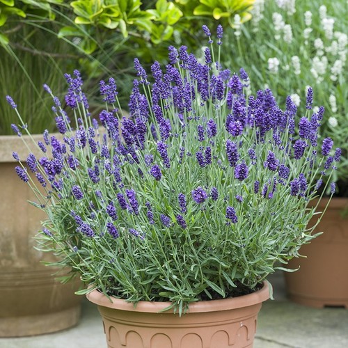 Lavender oxford gem plug - oxford,