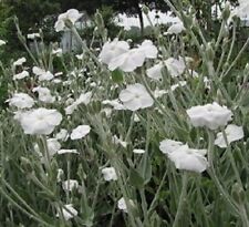 Lychnis or Silene coronaria