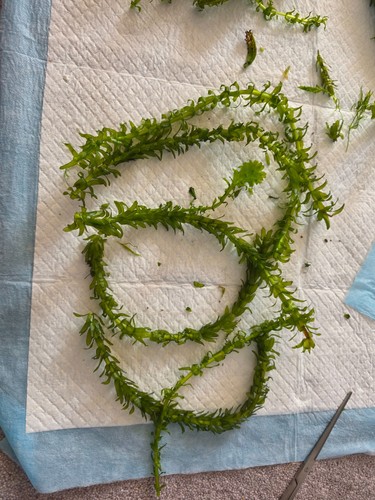 Elodea densa aquarium plants - densa,