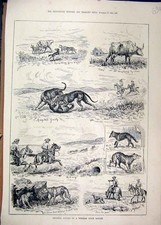 Original Old Antique Print 1888 Coursing Wolves Western Rock Ranche Horse Cow