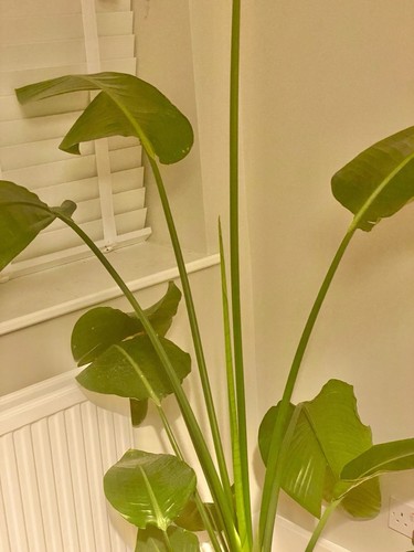 White bird paradise plant - bird,