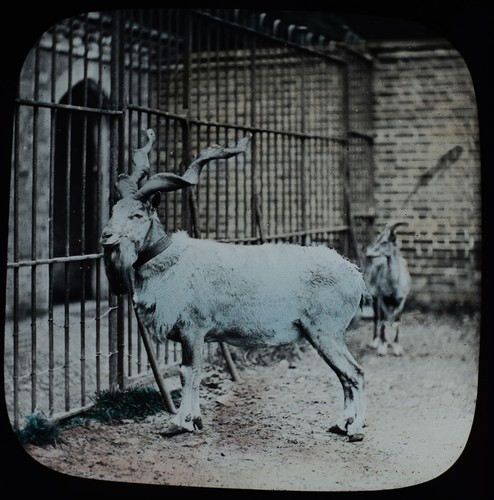 Wild mountain goat zoo - a,