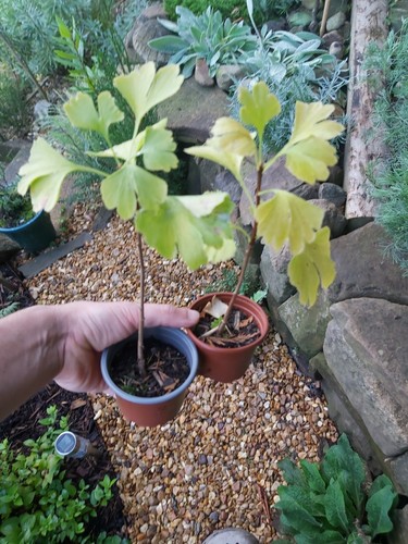 Ginkgo biloba seedlings - biloba, 2x
