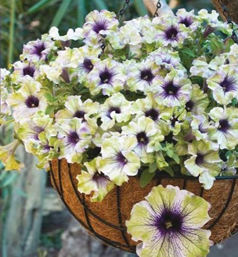 Petunia amazonia plum cockatoo - petunia,