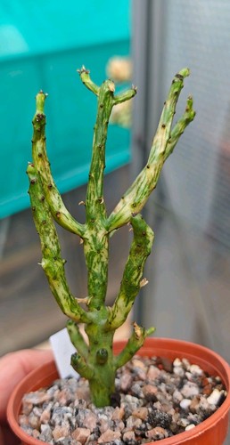 Euphorbia alluaudii variegated - alluaudii,