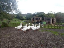 4 x Toulouse/Embden goose eggs
