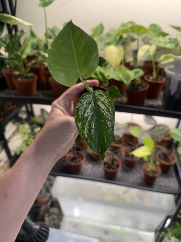 Monstera devil monster - devil, 🤍