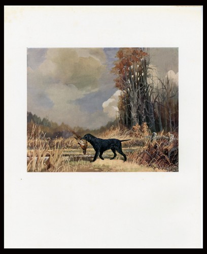 Curly coated retriever - curly, rare
