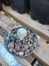 Pelecyphora aselliformis - cactus plant, seed frown, never grafted, own roots