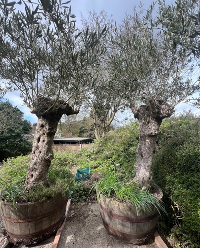 Very large specimen - , olive