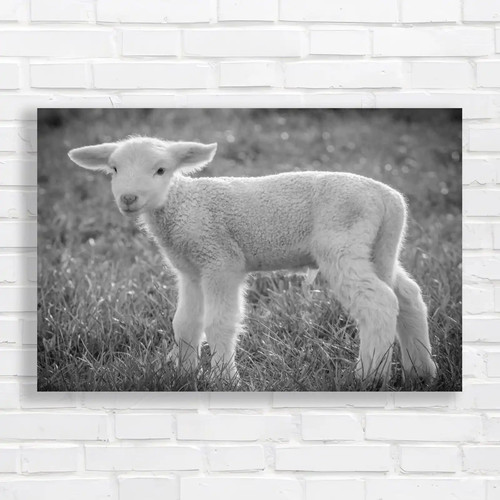White suffolk lamb sheep - white,