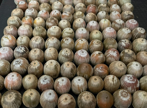 100 red oak - acorns, quercus
