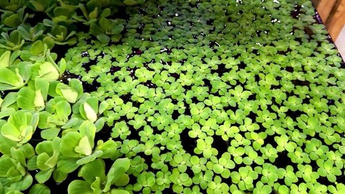 Dwarf water lettuce - lettuce, 60+